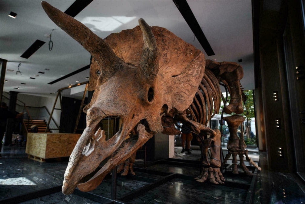 بسعر خيالي مزاد علني لبيع ديناصور ثلاثي القرون