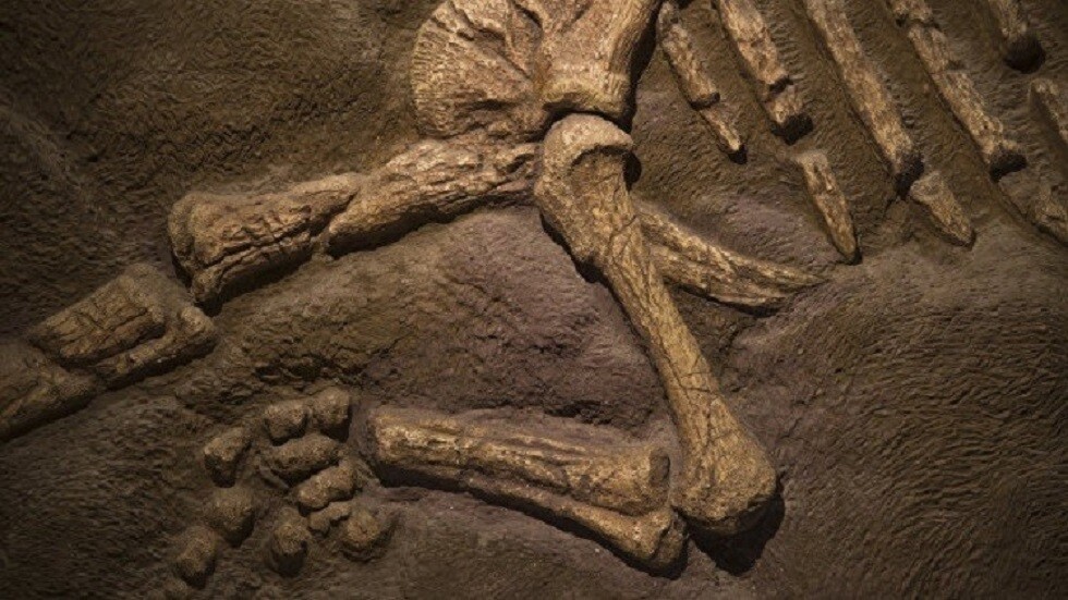إندونيسيا.. العثور على هيكل عظمي لمخلوق بشري يعود إلى 7200 سنة