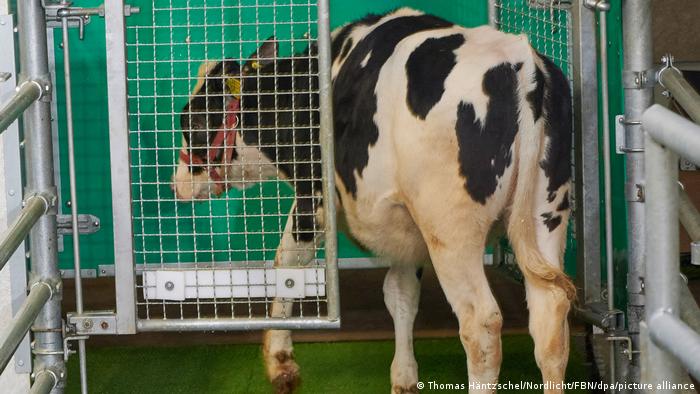 باحثون ينجحون في تدريب الأبقار على استخدام دورات المياه.. كيف فعلوا ذلك؟