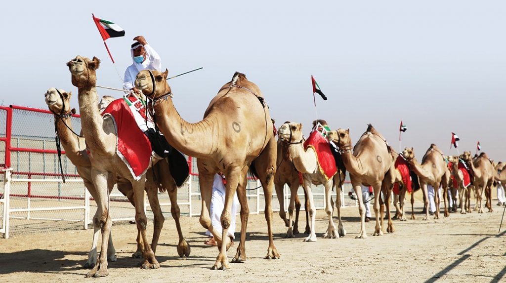 مسابقات جمال الإبل تشعل الطلب على استنساخها في الإمارات