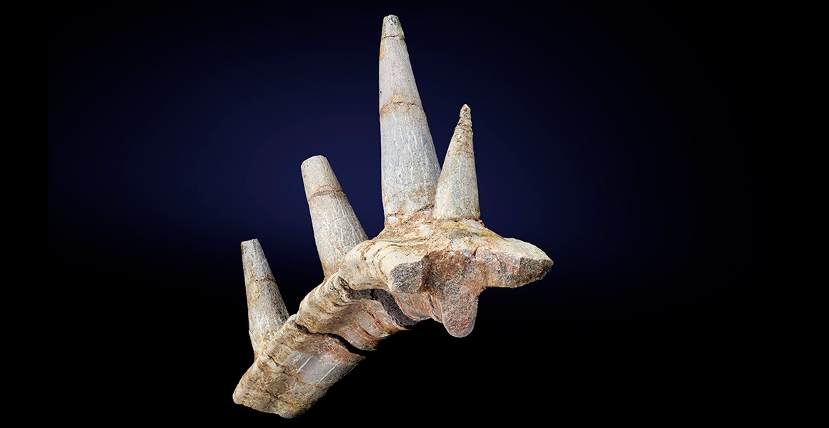 العثور على بقايا نوع جديد من الديناصورات في المغرب عاشت منذ 168 مليون سنة New-ankylosaur-full-width.jpg.thumb_.1160.1160
