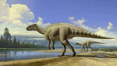 صورة اكتشاف بقايا عضوية في حفرية ديناصور عمره 125مليون عام