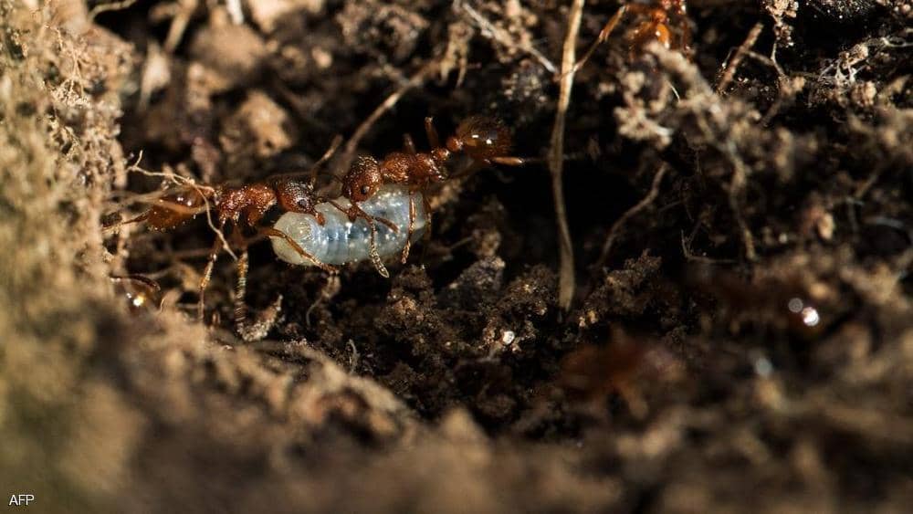 هكذا يستغل النمل علم الفيزياء لحفر الأنفاق