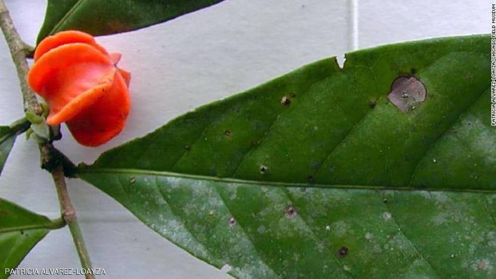 “لغز مانو”.. فك شفرة النبتة الغامضة بعد نصف قرن من اكتشافها