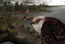 صورة العثور على أحفورة نادرة لنسر عاش في أستراليا قبل 25 مليون عام