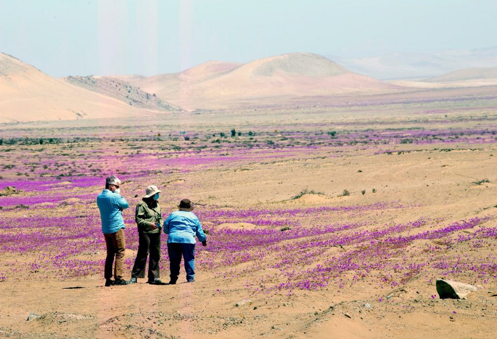 علماء يكشفون سر ظاهرة ازدهار صحراء “أتاكاما” أكثر مناطق العالم جفافاً