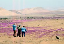 صورة علماء يكشفون سر ظاهرة ازدهار صحراء “أتاكاما” أكثر مناطق العالم جفافاً