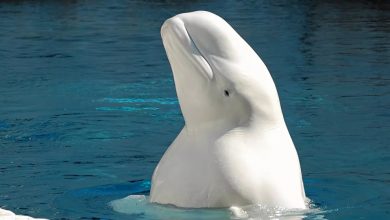 صورة بعد اختفاءه لأكثر من 80 عام.. ظهور “الحوت الأبيض” في المحيط الهادي (فيديو)