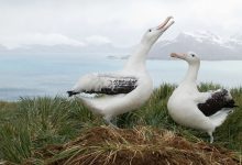 صورة دراسة: تغير المناخ دفع طيور القطرس الأكثر ولاء في العالم إلى “الطلاق”