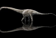 صورة طوله 39 متر.. اكتشاف أحفوري لأطول ديناصور عاش على الإطلاق