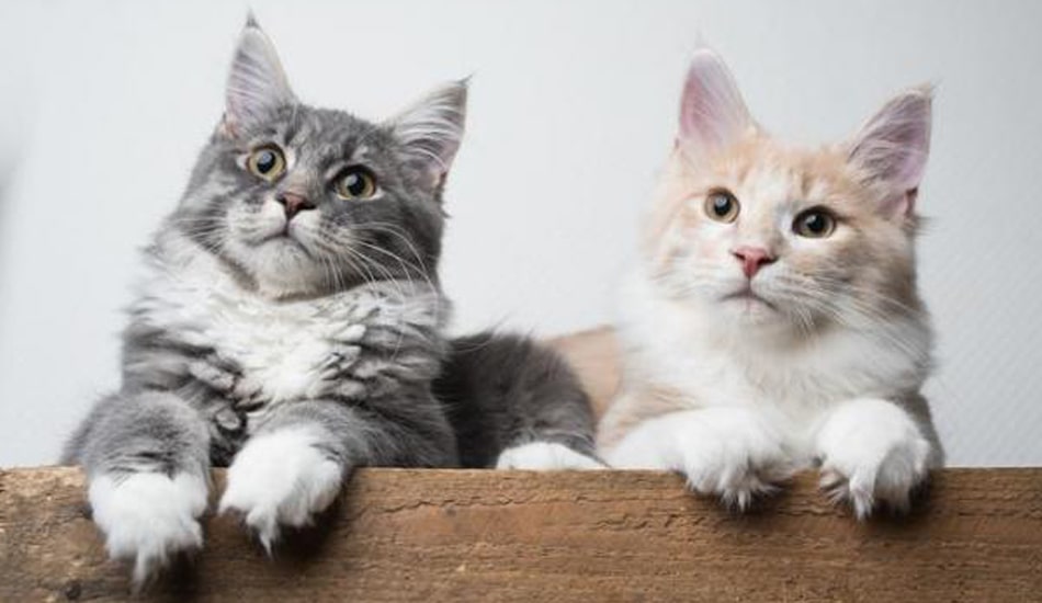 دراسة جديدة: جميع القطط “مختلة عقليًا”