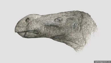 صورة بريطانيا.. اكتشاف بقايا ديناصور له أنف نادر
