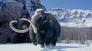 صورة علماء: آخر فيل ماموث في ألاسكا انقرض منذ 5 آلاف عام فقط