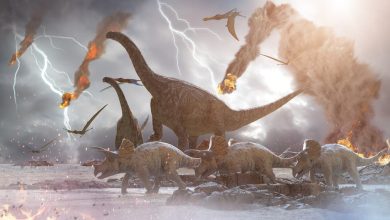 صورة دراسة: هذا هو سبب انقراض الديناصورات