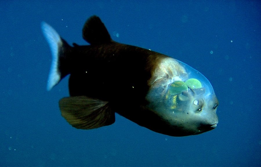 رأس شفاف وعيون متوهجة.. رصد سمكة “شبيهة بالكائنات الفضائية” (فيديو)