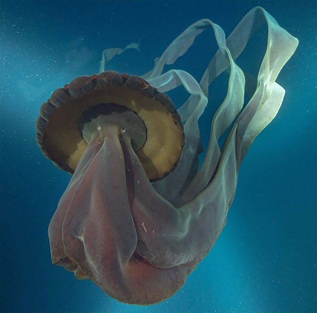 بينها “سبونج بوب” حقيقي.. 10 مخلوقات غريبة وجدت في أعماق البحار عام 2021