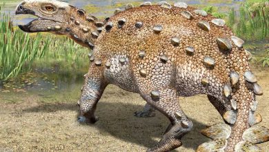صورة اكتشاف ديناصور مدرع كان يرهب خصومه بذيل مدبب قبل 74 مليون سنة