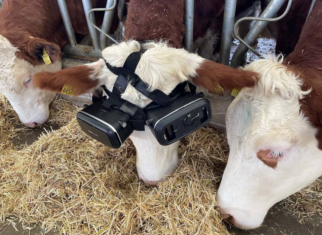 مزارع ينجح في زيادة إنتاج أبقاره بعد استخدام نظارات الواقع الافتراضي