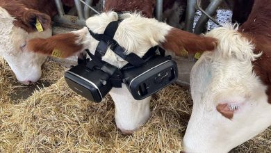 صورة مزارع ينجح في زيادة إنتاج أبقاره بعد استخدام نظارات الواقع الافتراضي