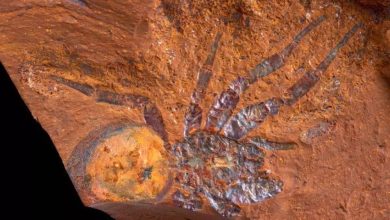 صورة اكتشاف كنز أحفوري في أستراليا “يعود إلى 16 مليون عام”