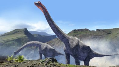 صورة علماء يثبتون إصابة ديناصور بعدوى تشبه “الإنفلونزا” قبل 150 مليون عام