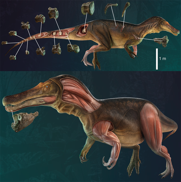 عاش قبل أكثر من 125 مليون سنة.. العثور على نوع جديد من الديناصورات آكلة اللحوم F6F2EB00-4927-4FD5-8DF698C59772B382_source