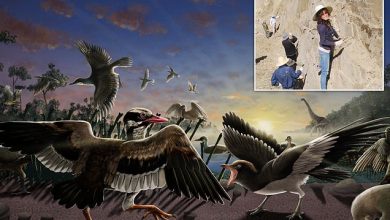 صورة اكتشاف طائر بـ”ذقن متحرك” جاب الصين منذ 120 مليون سنة