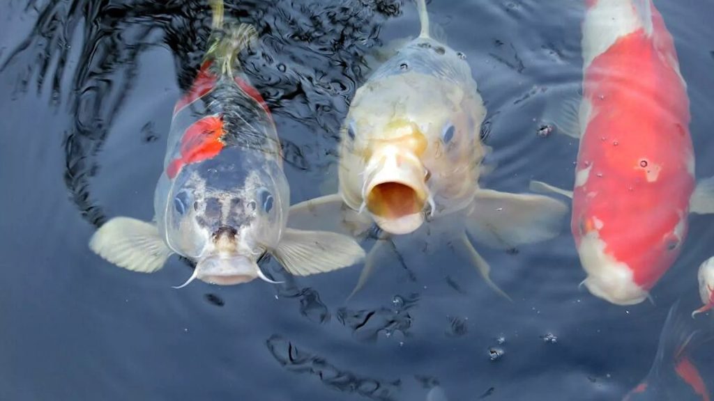 “أسماك ثرثارة”.. علماء يستمعون لأول مرة إلى الأسماك وهي تتواصل بالأصوات