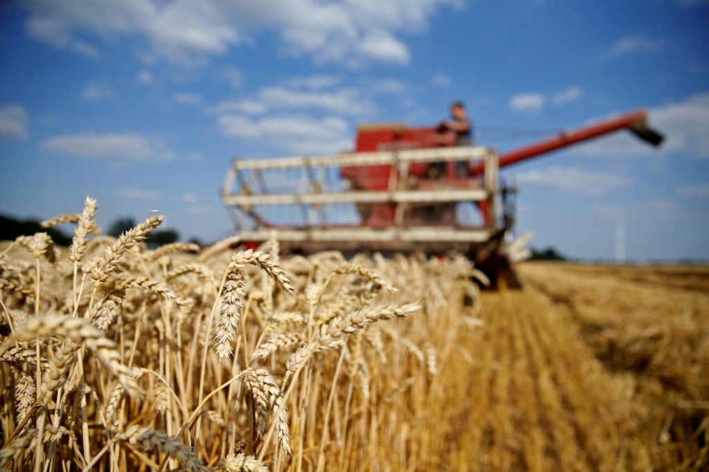 فائض القمح الأسترالي والهندي يعوض نقص إمدادات روسيا وأوكرانيا