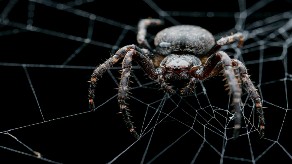 للمرة الأولى.. رصد عنكبوت “الأرملة الكاذبة” يأكل خفاشا وقع في شبكته