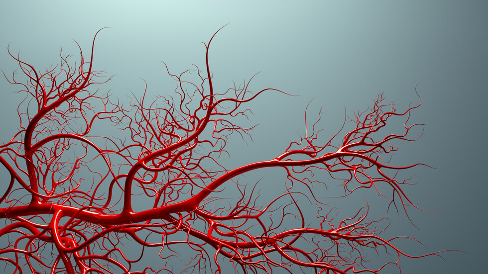 تقنية تصوير جديدة تظهر الأوعية الدموية بشكل غير مسبوق