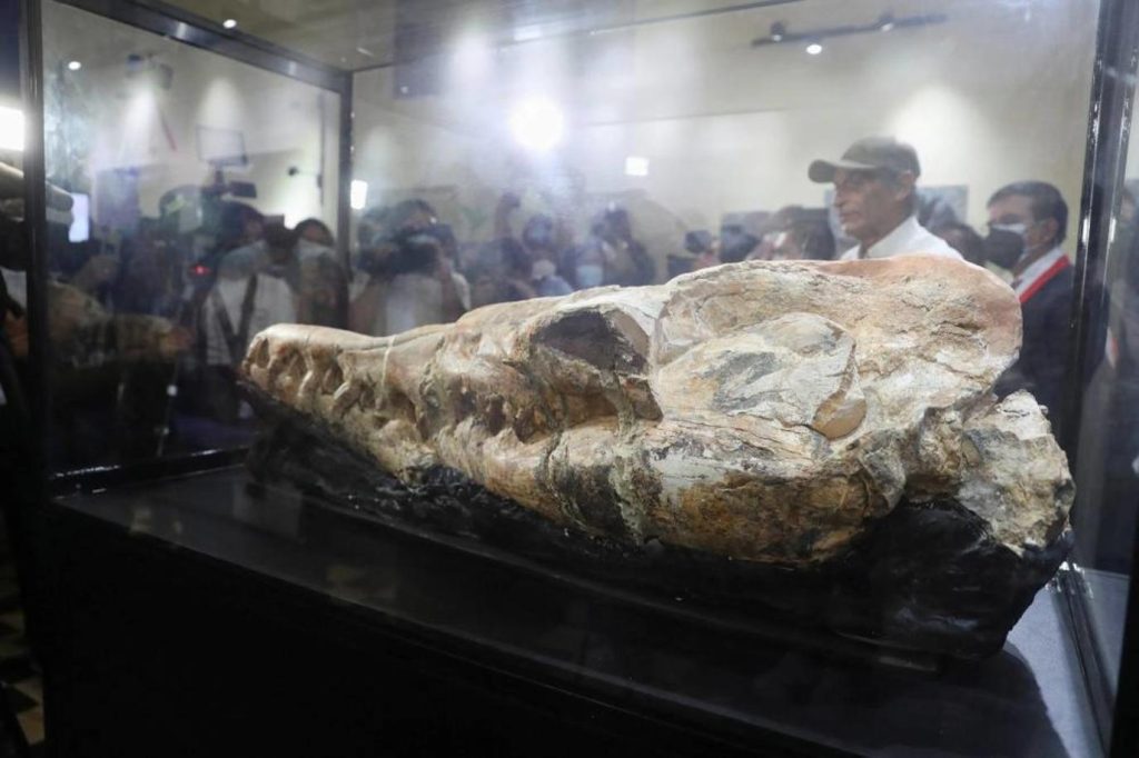 اكتشاف حفرية لجمجمة حيوان بحري مفترس عمره 36 مليون عام