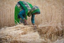 صورة “مخزونات كبيرة”.. الهند تبدي استعداها لتلبية الطلب العالمي على القمح