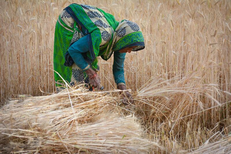 تعد ثاني أكبر منتج له.. أنظار العالم تتجه إلى الهند بحثا عن القمح