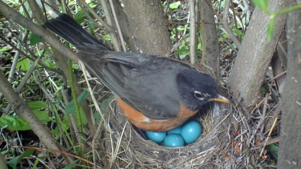 التغير المناخي يتسبب بوضع الطيور بيضها قبل فوات الأوان