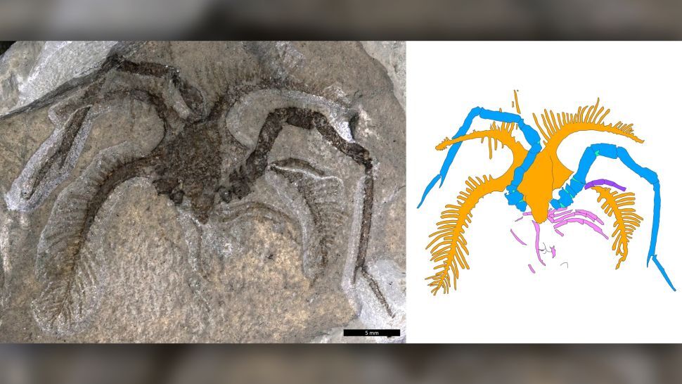 اكتشاف حيوان بحري أقدم من الديناصورات عمره نصف مليار عام جنوب أونتاريو في كندا