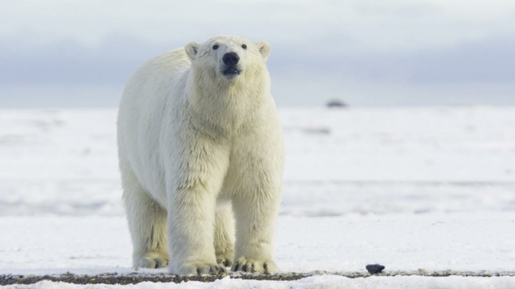 “مع تغير المناخ كل شيء ممكن”.. ظهور نادر لدب قطبي في جنوب كندا