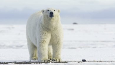 صورة “مع تغير المناخ كل شيء ممكن”.. ظهور نادر لدب قطبي في جنوب كندا
