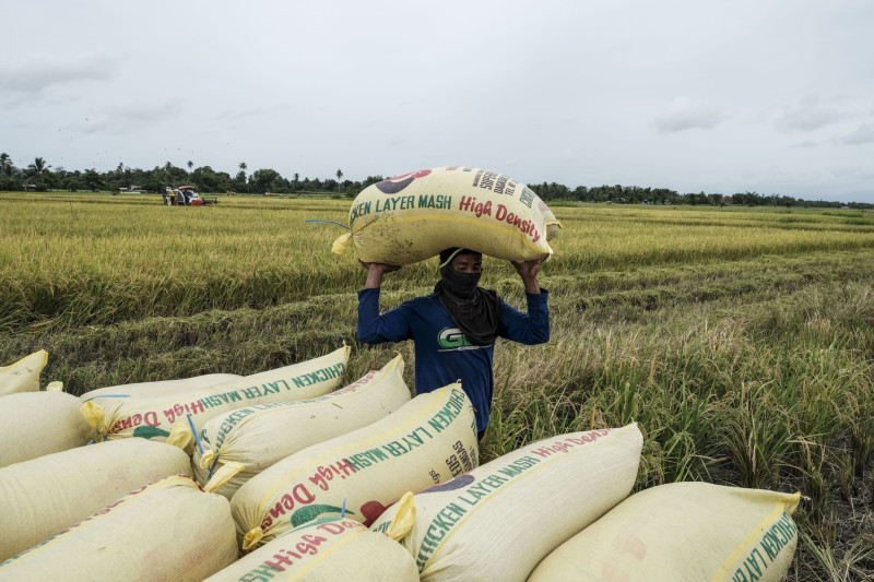 توقع المعهد الدولي لبحوث الأرز أن تنخفض غلة المحاصيل 10% في الموسم المقبل، مما يعني أنه سيكون هناك 36 مليون طن أقل من الأرز - وهو ما يكفي لإطعام 500 مليون شخص