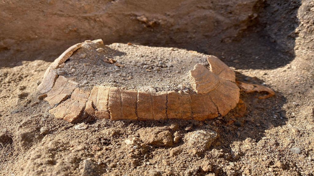 عمرها عشرون قرن.. العثور على سلحفاة وبيضتها خلال تنقيب في “بومبي” الأثرية