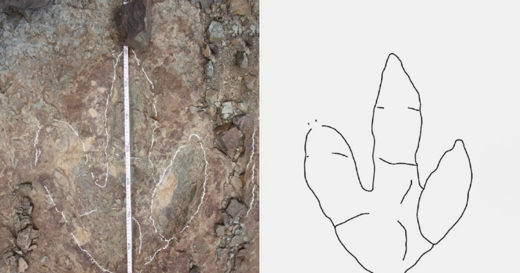دراسة علمية تكشف آثار أقدام ديناصورات عملاقة بالمغرب