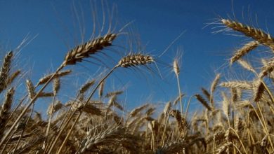 صورة انفراج في محادثات الصادرات الأوكرانية يؤثر إيجاباً في خفض أسعار القمح والذرة