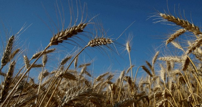 انفراج في محادثات الصادرات الأوكرانية يؤثر إيجاباً في خفض أسعار القمح والذرة
