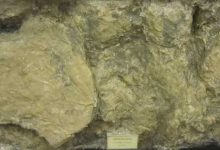 صورة اكتشاف آثار أقدام ديناصورات عمرها 125 مليون سنة في لبنان