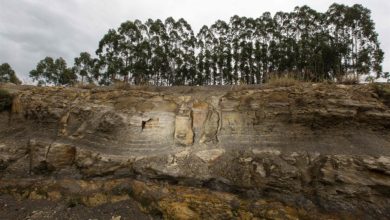 صورة اكتشاف متحجّرات أشجار في غابة تعود إلى 290 مليون سنة