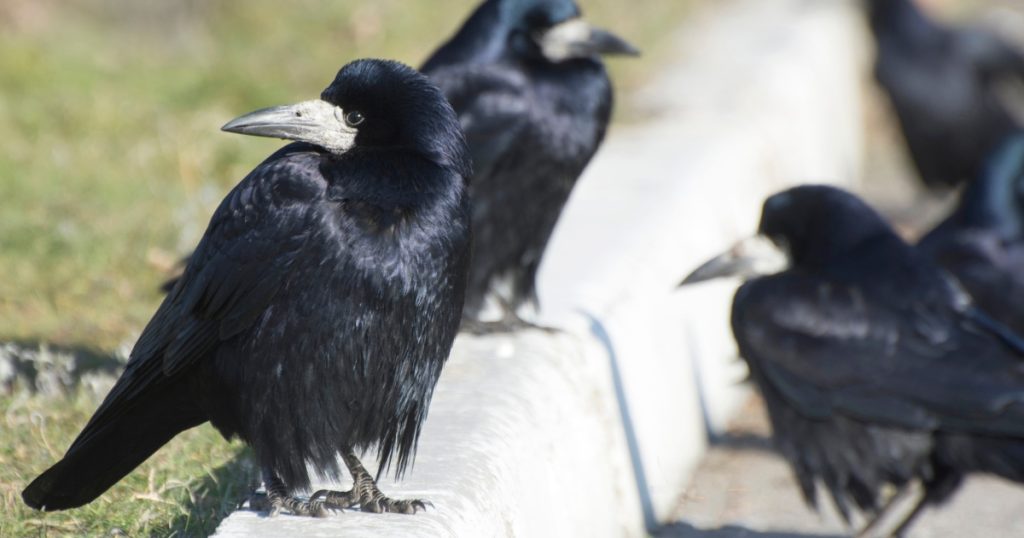 الغربان تعقد جلسات يومية صباحية لتحديد أماكن طيرانها