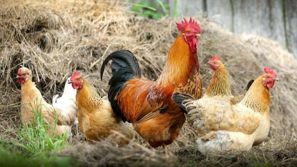 دراسة بريطانية: البشر عبدوا الدجاج فترة طويلة قبل أن يكتشفوا مذاقه اللذيذ