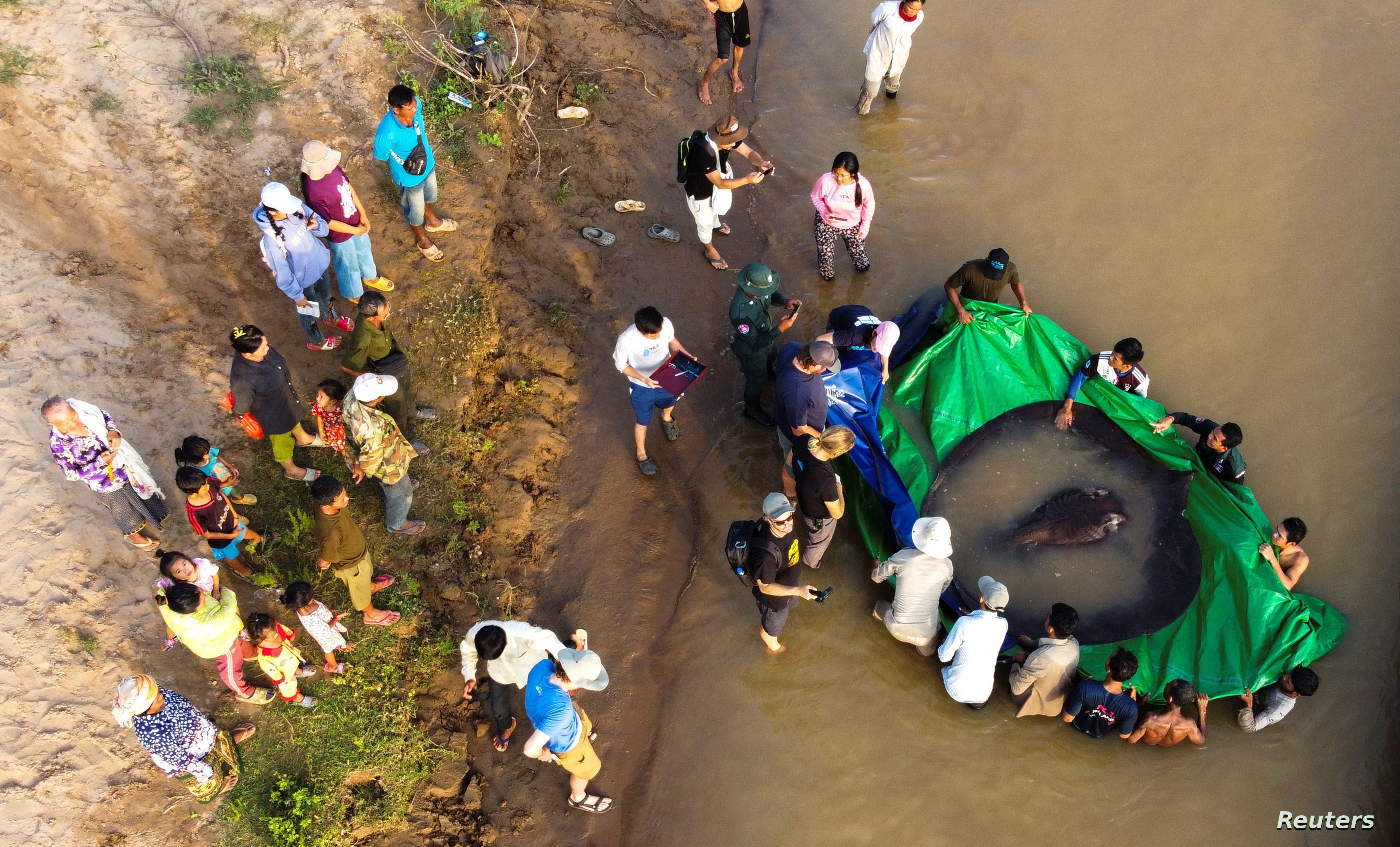 Scientists say they found world's largest freshwater fish in Mekong