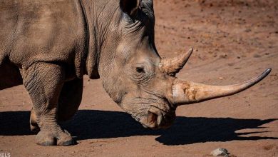 صورة وحيد القرن يعود إلى موزمبيق بعد 40 عاما من انقراضه