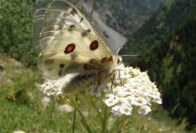 صورة ظهور أنواع جديدة من الفراشات في تركيا بسبب تغير المناخ